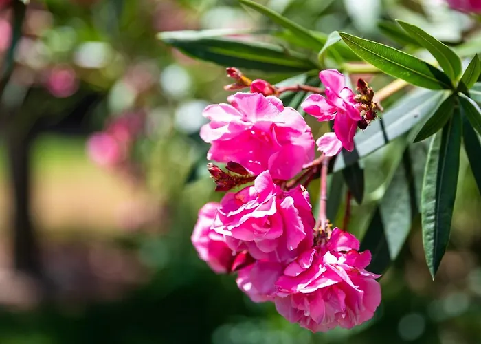 Monte Dos Avos, By Algarveblossom 아파트 알부페이라