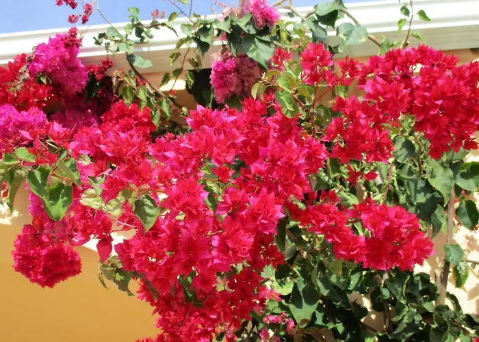 아파트 Monte Dos Avos, By Algarveblossom *