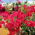 Apartment Monte Dos Avos, By Algarveblossom *