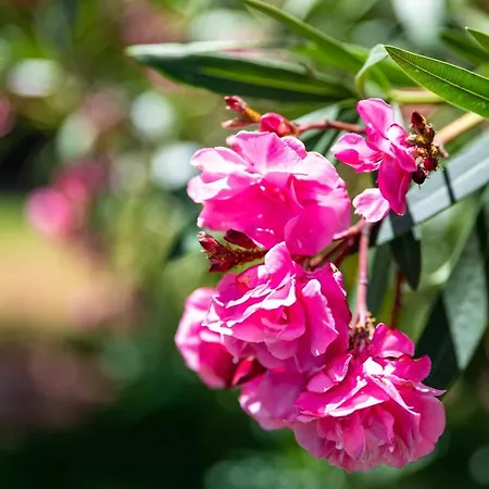 Monte Dos Avos, By Algarveblossom Apartment Albufeira