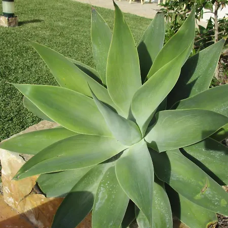 Apartment Monte Dos Avos, By Algarveblossom