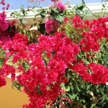 Apartman Monte Dos Avos, By Algarveblossom *